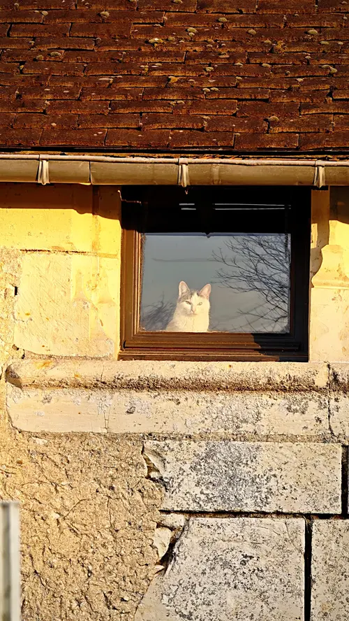 Chat à la fenêtre du Manoir