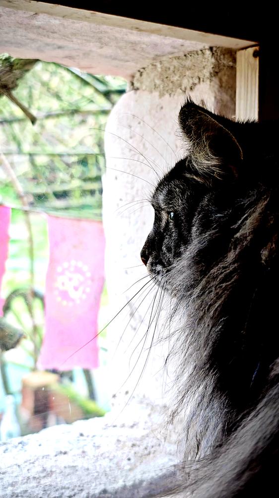 Chat regardant par la fenêtre