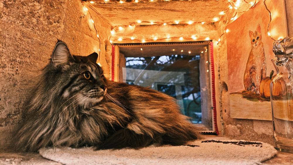 Maine Coon dans son alcôve dorée