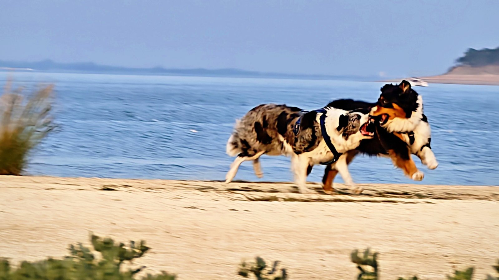 Chiens en course libre sur la levée du marais d'Oléron